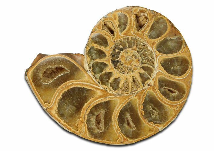 Jurassic Cut & Polished Ammonite Fossil (Half) - Madagascar #289262